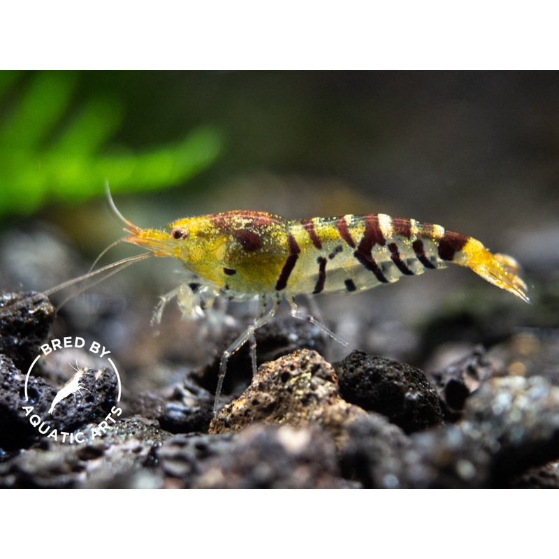 Super Tiger Shrimp (Caridina cf. cantonensis), BREDBY: Aquatic Arts