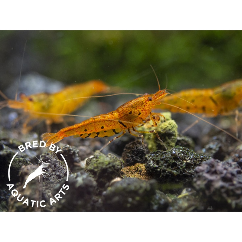 Tangerine Tiger Shrimp (Caridina serrata), BREDBY: Aquatic Arts