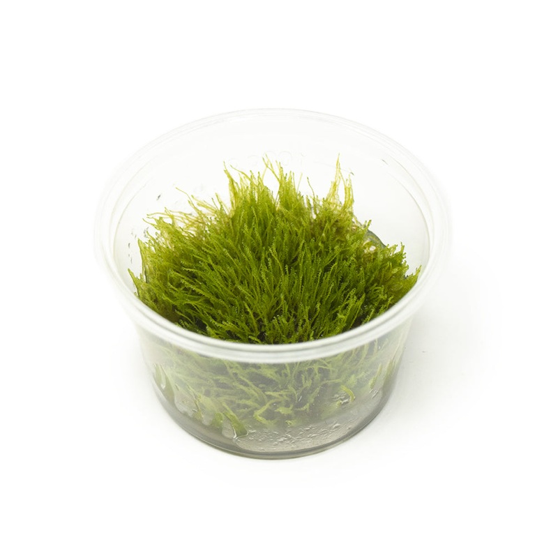Taxiphyllum sp. "Giant Moss" Tissue Culture