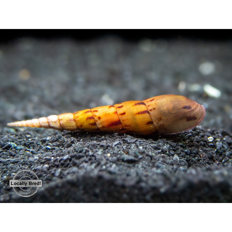 Tiger Spike Chopstick Snail (Stenomelania acutospira) - LOCALLY BRED!