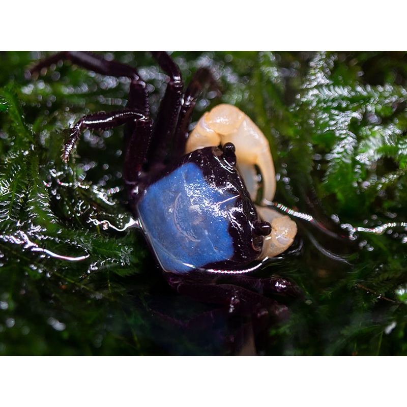 White Arm Blue Borneo Crab (Thaksinthelphusa sp. ' White Arm Blue Borneo')