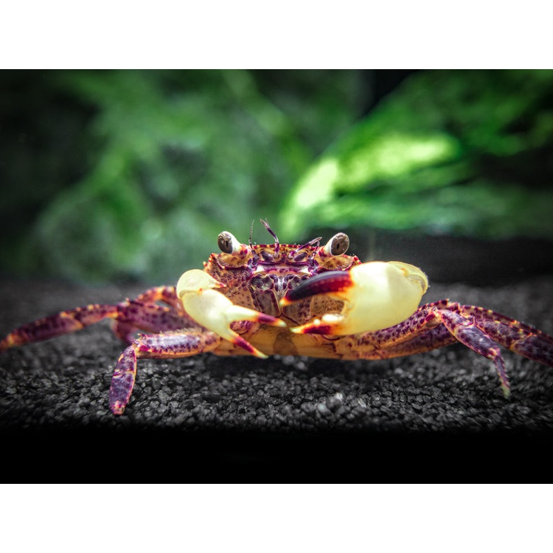 White Claw Towuti Crab (Syntripsa flavichela)
