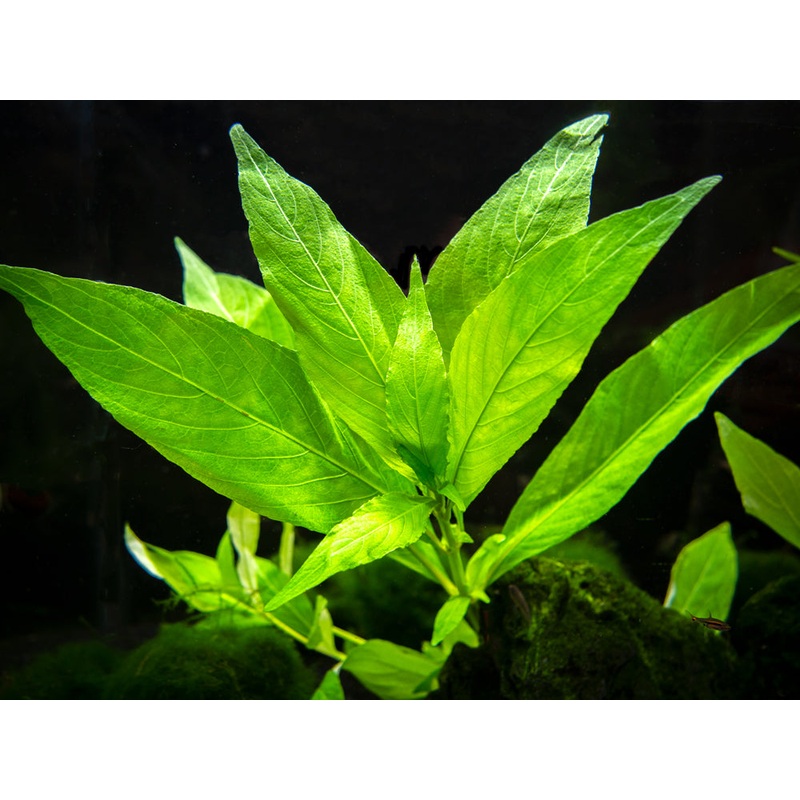 Willow Hygro AKA Giant Hygro AKA Temple (Hygrophila corymbosa "Augustifolia"), bunch