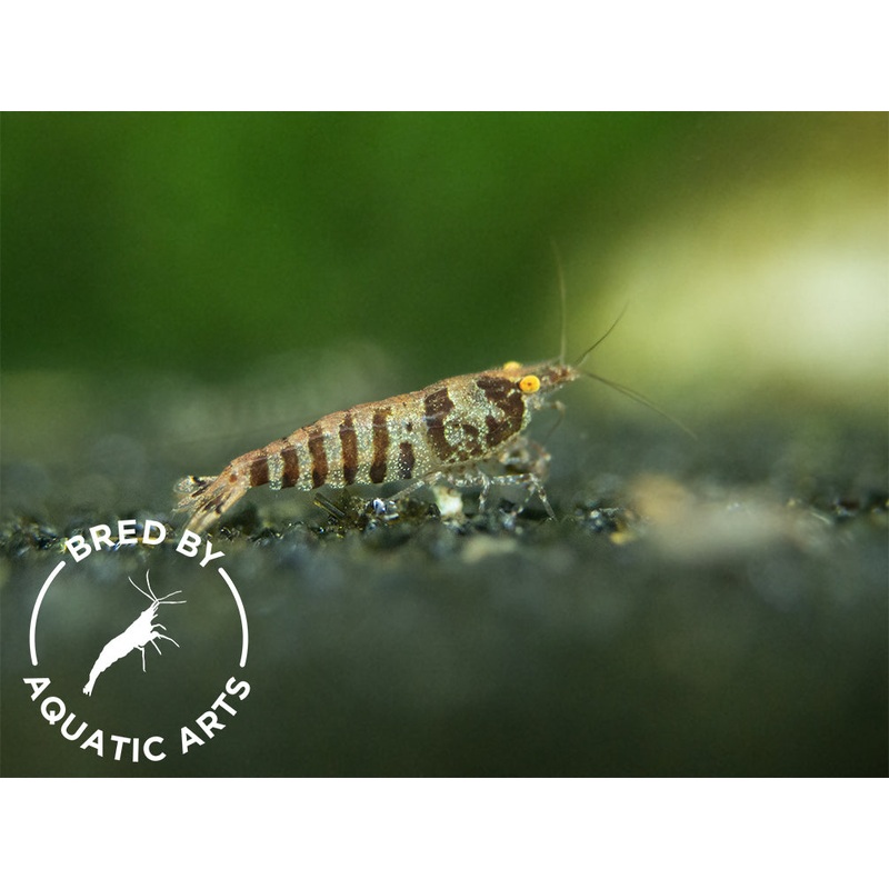 Zebra Babaulti Shrimp (Caridina cf. babaulti), BREDBY: Aquatic Arts