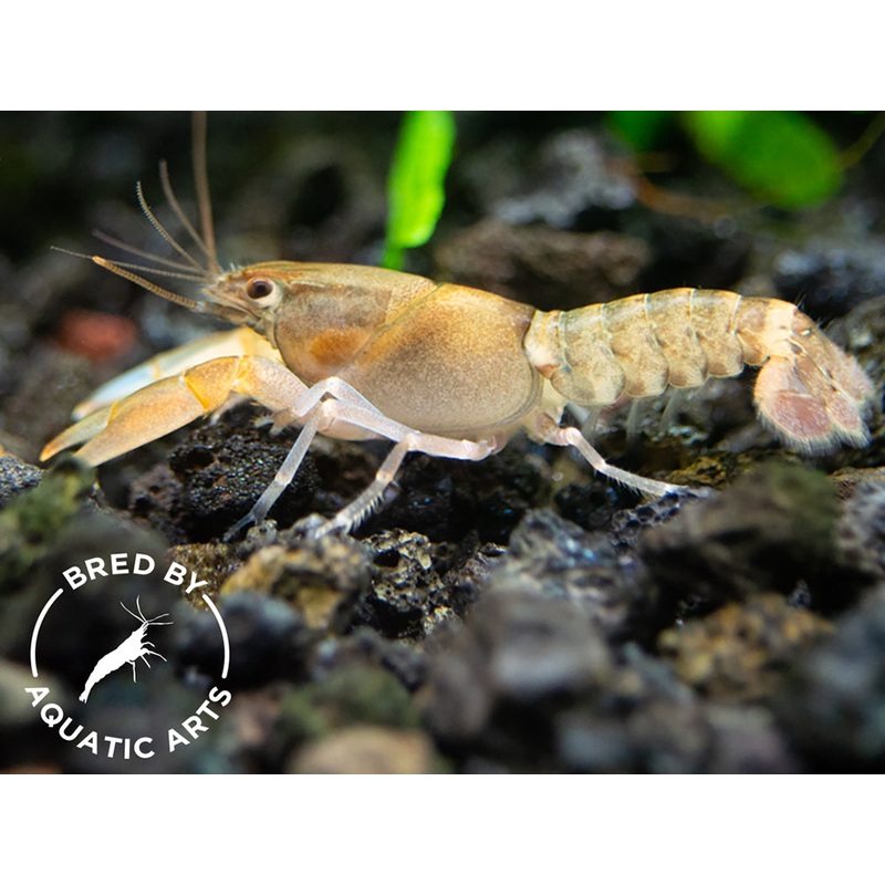 Zebra Crayfish (Cherax peknyi), BREDBY: Aquatic Arts