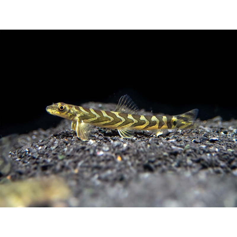 Zodiac AKA Batik Loach (Mesonoemacheilus triangularis)
