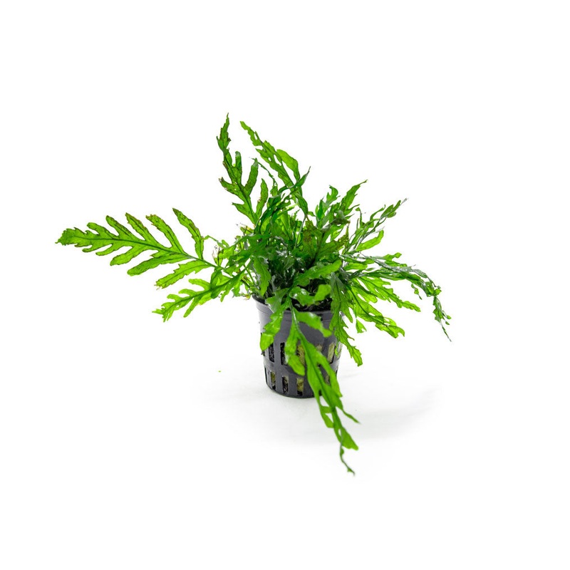 African Water Fern (Bolbitis heudelotii) Bare Root
