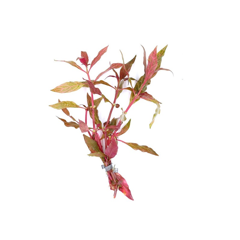 Alternanthera Reineckii Rosanervig (Alternanthera Reineckii "Rosanervig") Bunch