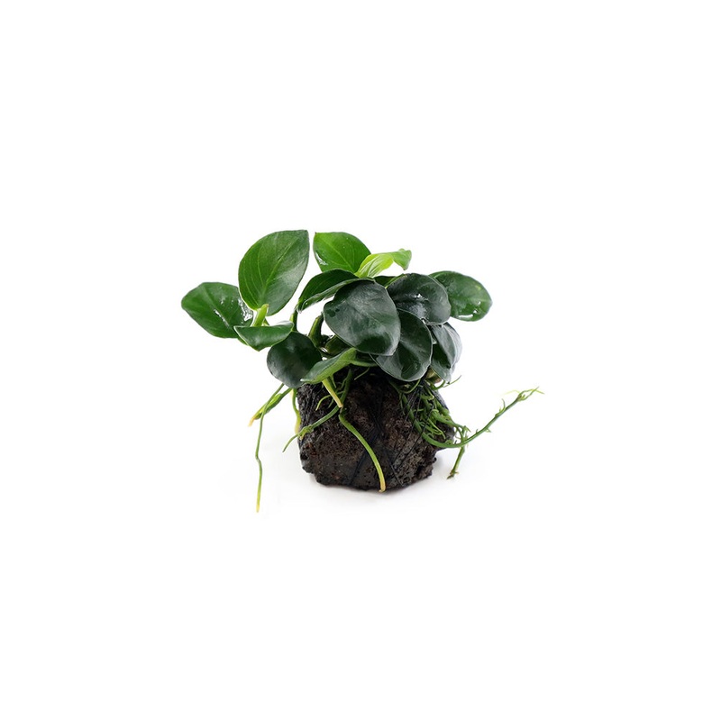 Anubias barteri 'Petite Round' on Lava Stone