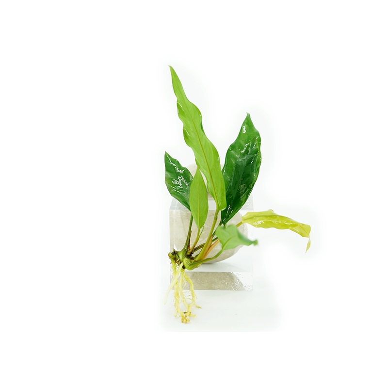 Anubias barteri var. glabra 'Minima'
