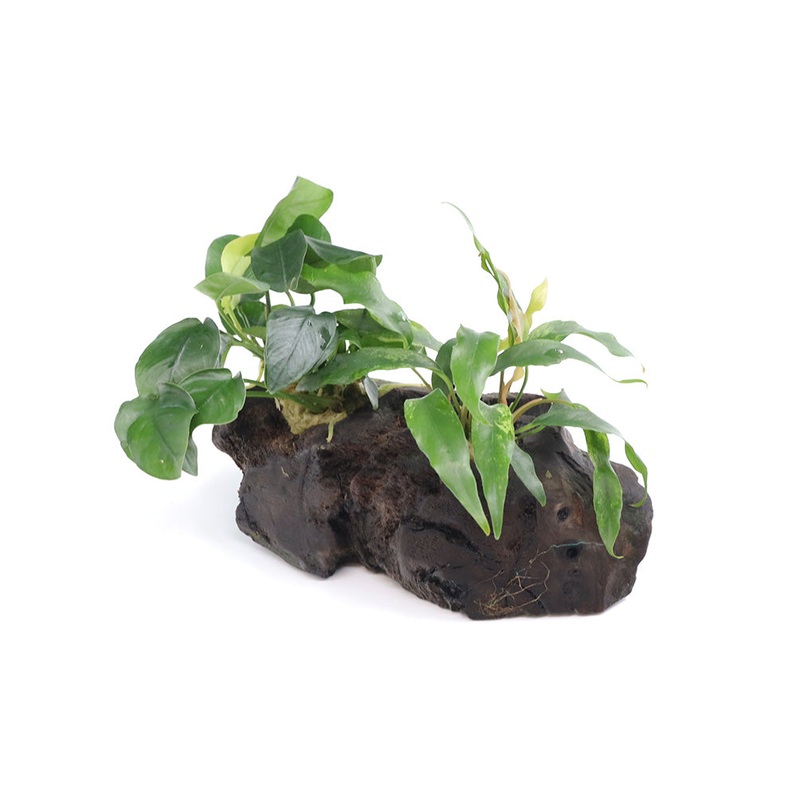 Anubias Barteri Var Nana + Minima on Pterocarpus Wood
