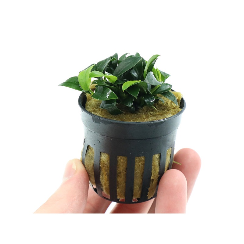 Anubias Jungle Star ( Anubias Barteri "Jungle Star")