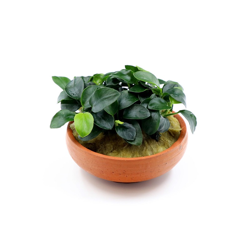 Anubias Nana Petite in 3" Terracotta Pot