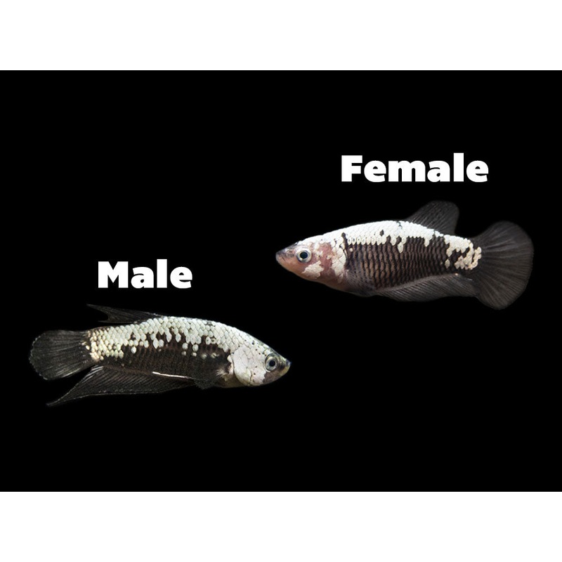 Assorted Black Samurai Plakat Betta (Betta splendens) - Tank-Bred!