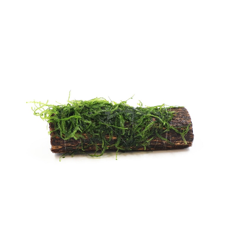 Assorted Moss on Catappa Bark, Aquatic Arts Grown