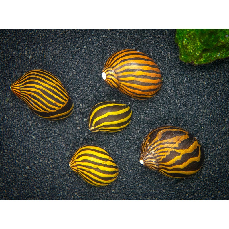 Assorted Nerite Snails (Neritina sp)