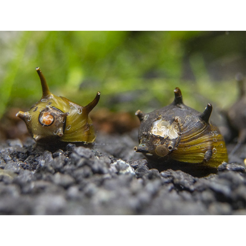Assorted Thorn/Horn Nerite Snails (Clithon sp.)