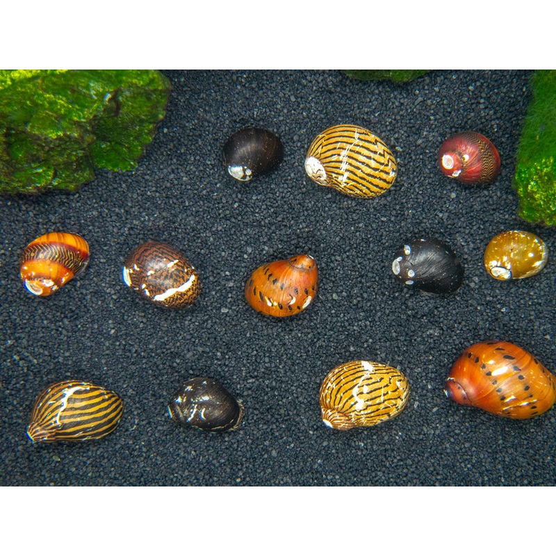 B-Grade Nerite Snails - Assorted Species, Colors, and Patterns!