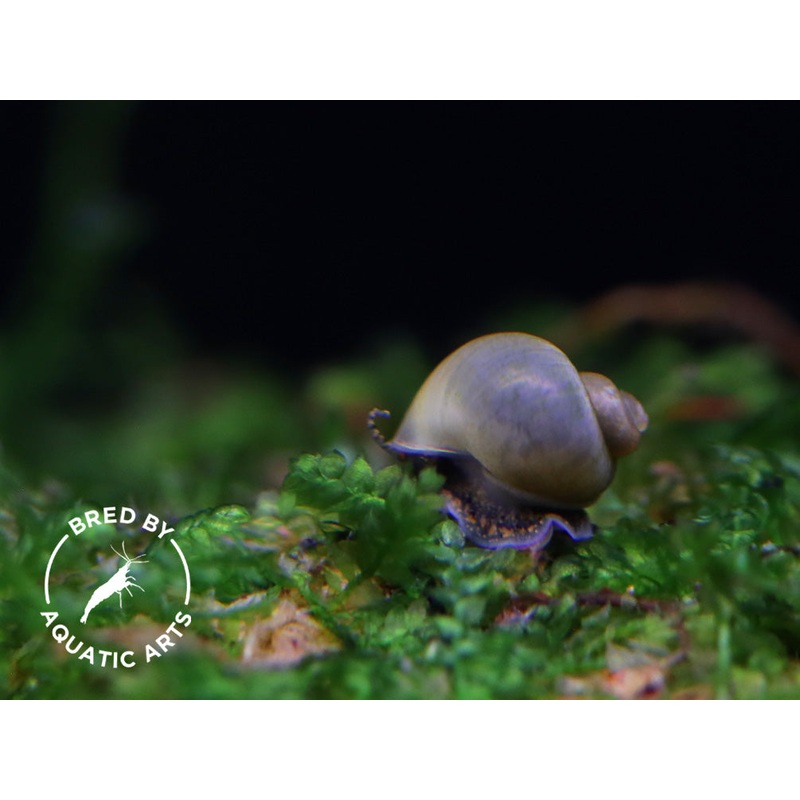 Baby Mystery Snails (Pomacea bridgesii) - Bred by Aquatic Arts *Pea Sized!*