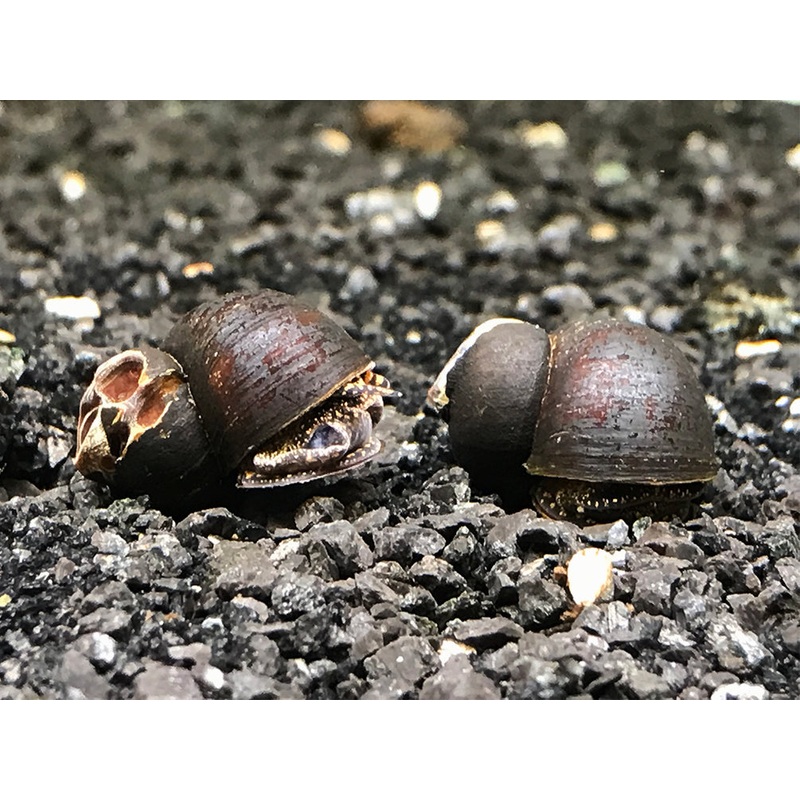 Blueberry Snails (Viviparus sp.)