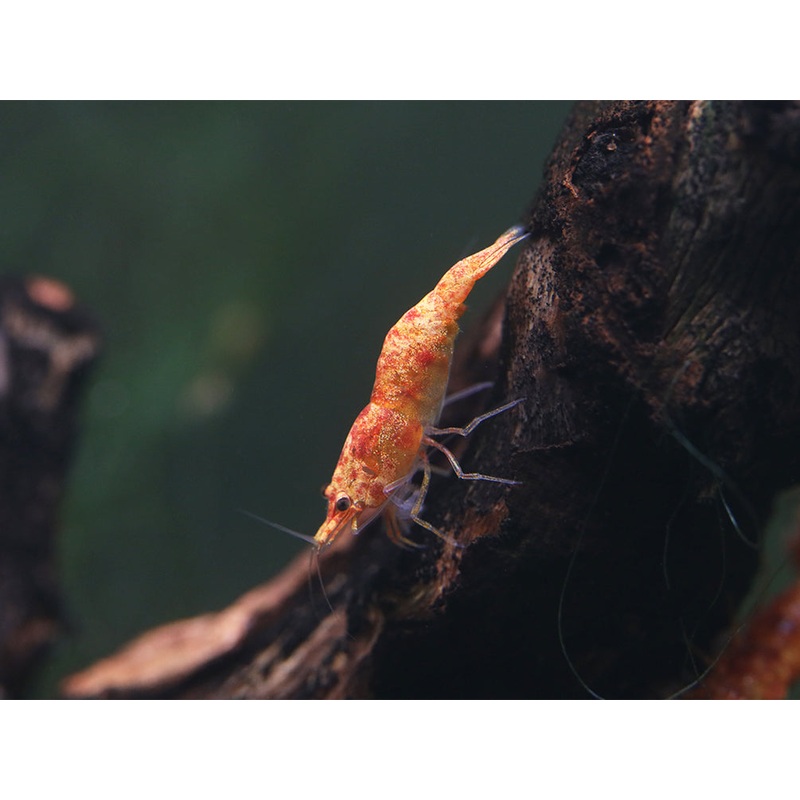 Calico Sunkist Shrimp (Neocaridina Davidi) Tank Bred