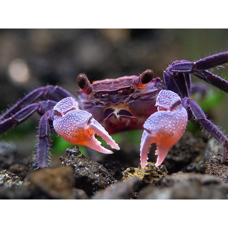 Carnival Vampire Crab (Geosesarma sp.)