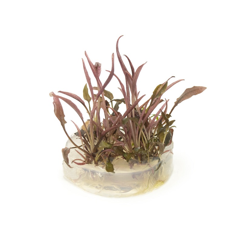 Cryptocoryne sp. "Flamingo" Tissue Culture