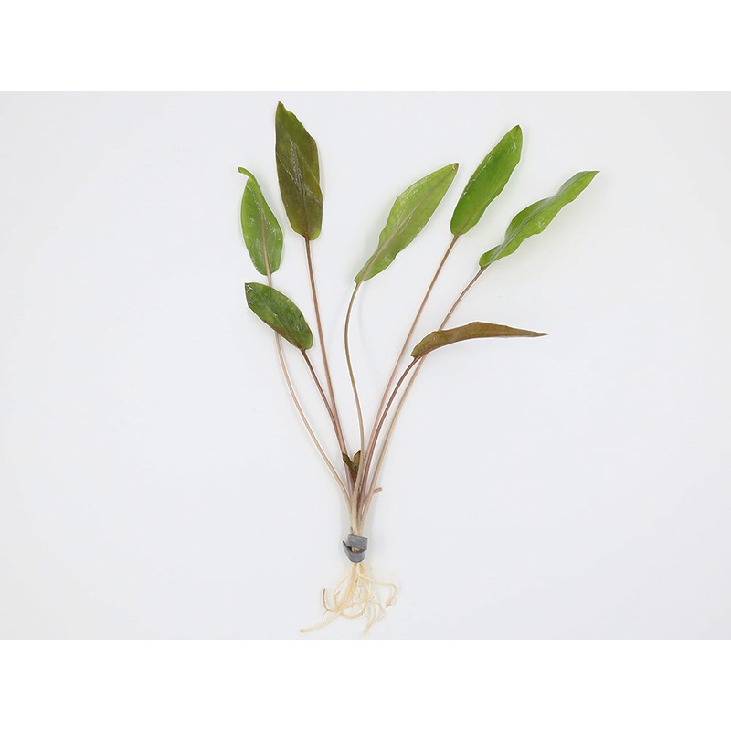 Cryptocoryne Wendtii 'Mi Oya'