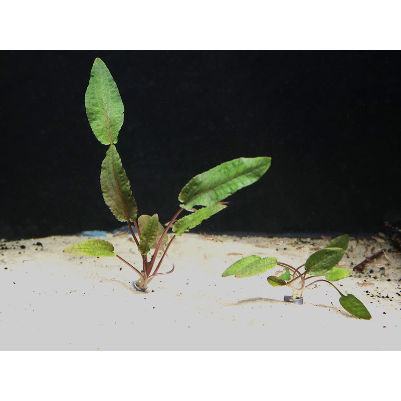 Cryptocoryne Wendtii "Tropica" (Cryptocoryne Wendii "Tropica")