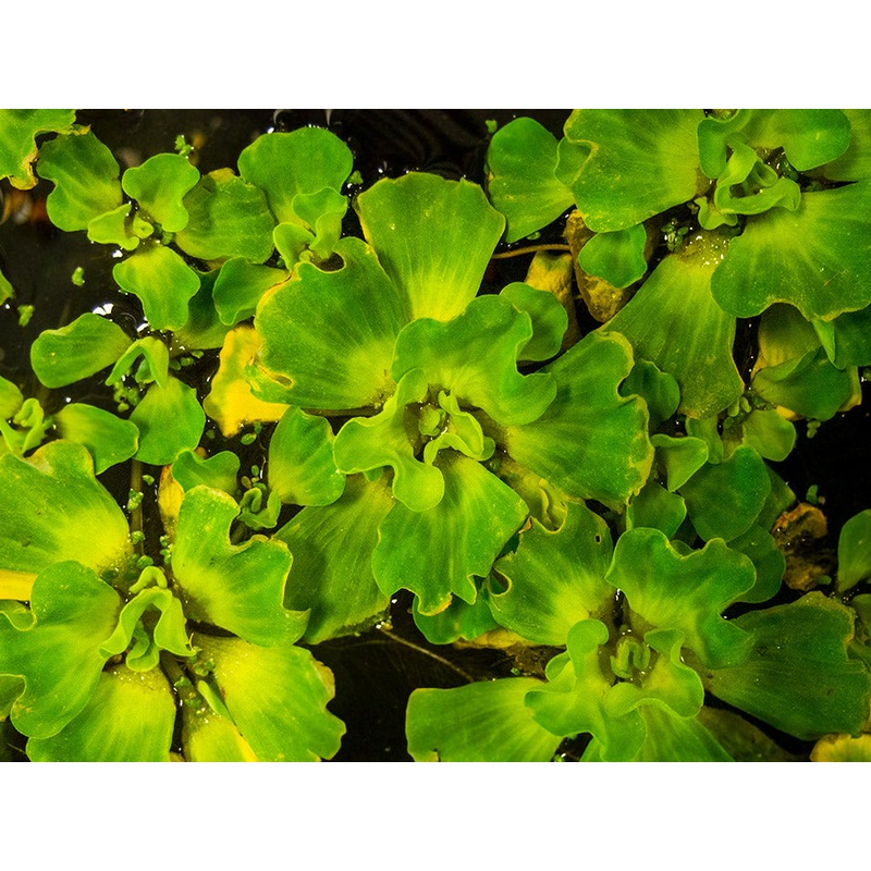 Curly Leaf Water Lettuce (Pistia stratiotes)