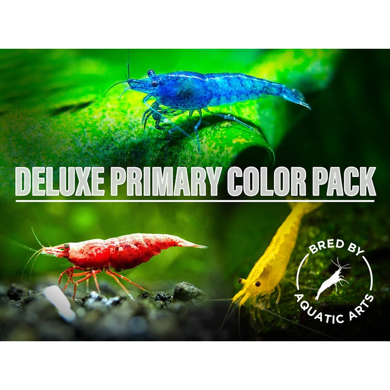 DELUXE Primary Colors Dwarf Shrimp Combo Pack (Painted Fire Red, Golden Back Yellow, and Dream Blue), Bred by: Aquatic Arts
