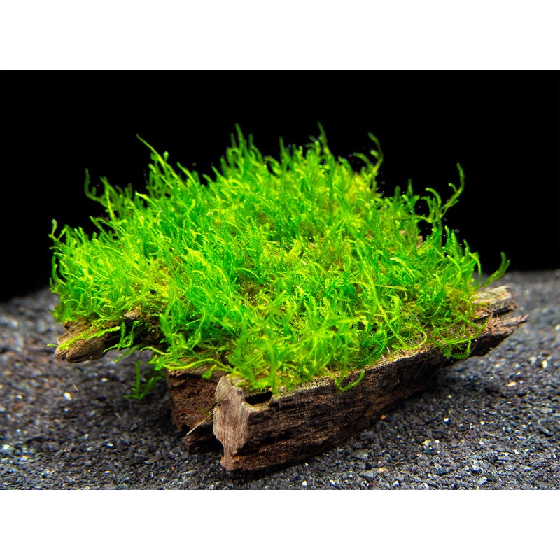 Flame Moss (Taxiphyllum sp.) on 3+ inch Driftwood