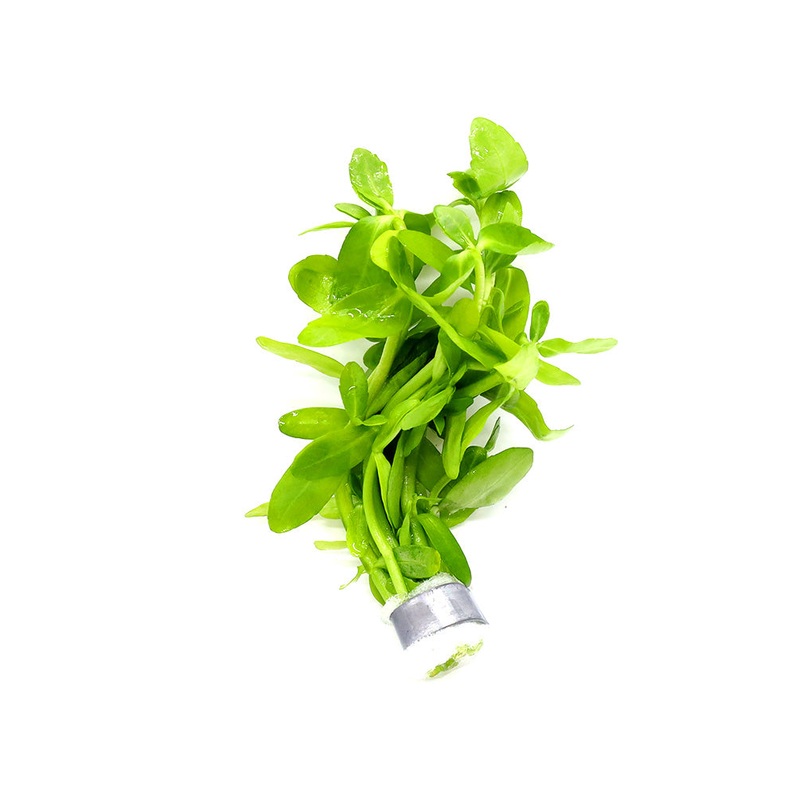 Giant Bacopa (Bacopa madagascariensis) - Bunch