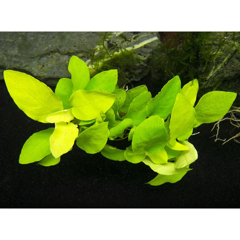 Golden Anubias Nana (Anubias barteri var. Golden nana), Bare Root