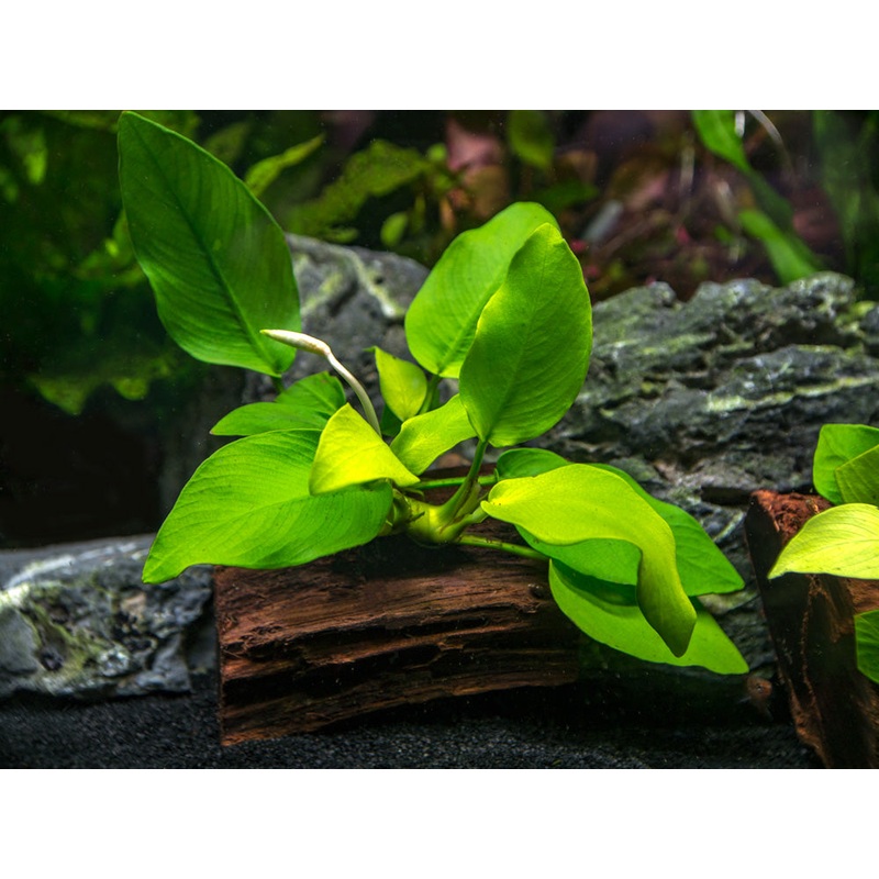 Golden Anubias Nana (Anubias barteri var. Golden Nana) on 3+ inch Driftwood