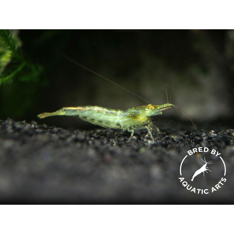 Green Babaulti Shrimp (Caridina cf. babaulti) BREDBY: Aquatic Arts