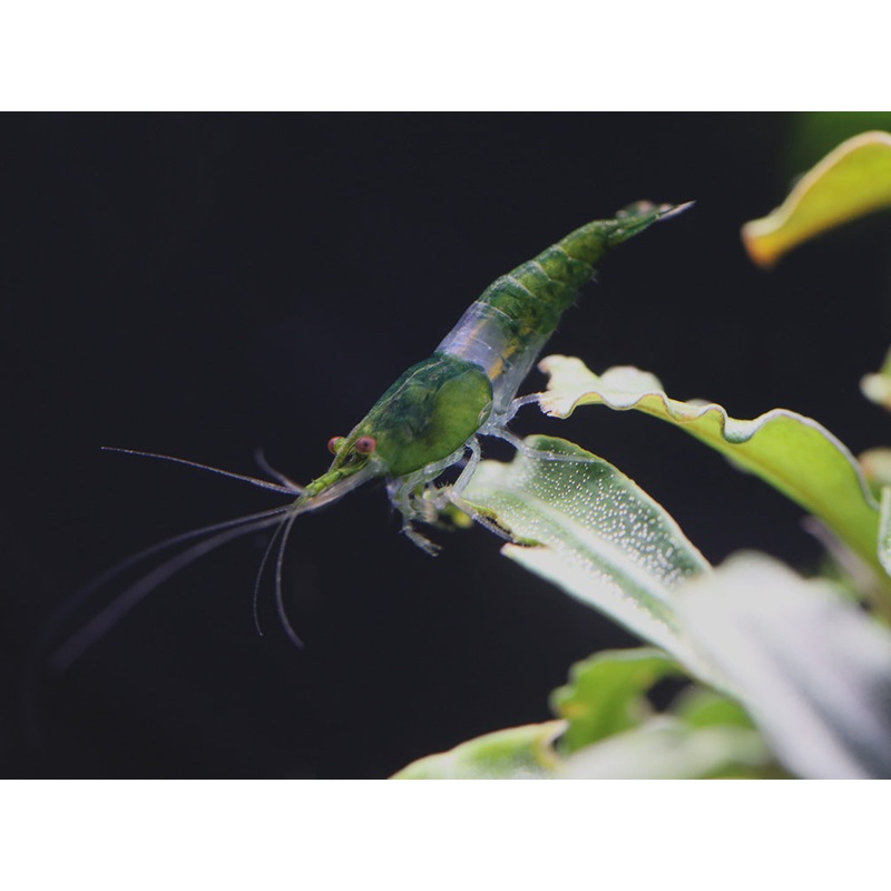 Green Rili Shrimp (Neocaridina davidi) - Tank Bred