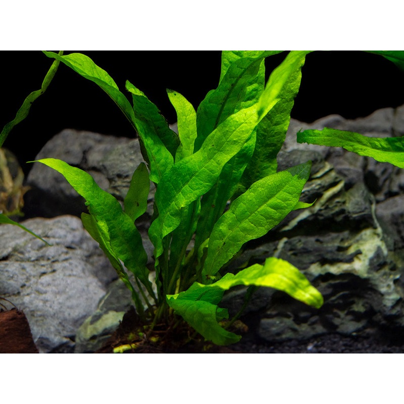 Java Fern (Microsorum pteropus) on 3+ inch Driftwood