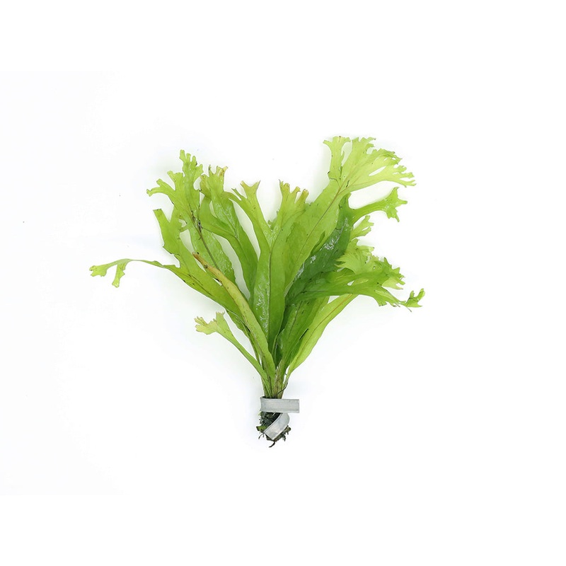 Java Fern "Thor's Hammer" (Microsorum Pteropus) Bunch
