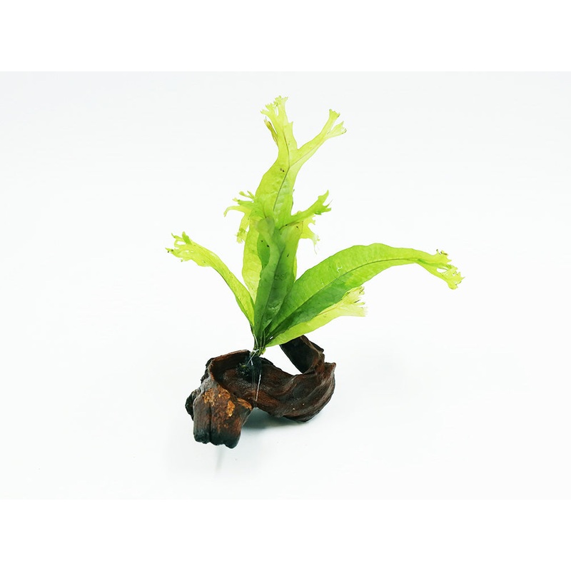 Java Fern "Thor's Hammer on 3" Driftwood (Microsorum Pteropus)