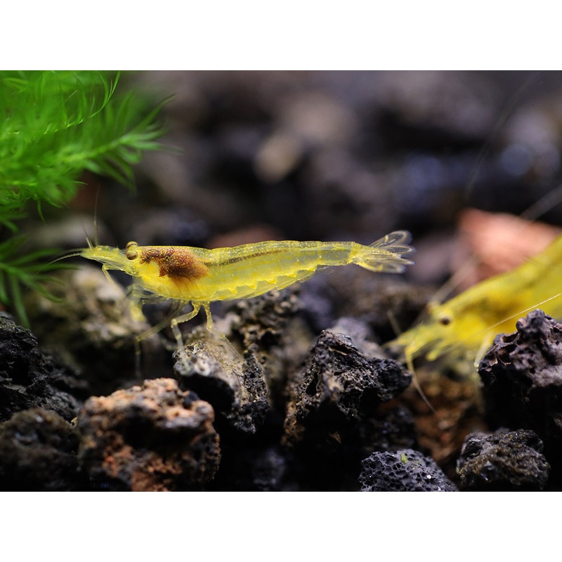 Lemon Yellow Amano Shrimp (Caridina multidentata "Lemon")- Tank Bred