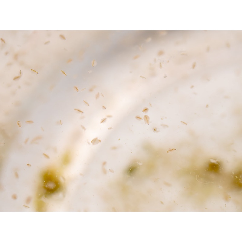 Live Moina Macrocopa  (Water Flea) Culture - Aquatic Arts