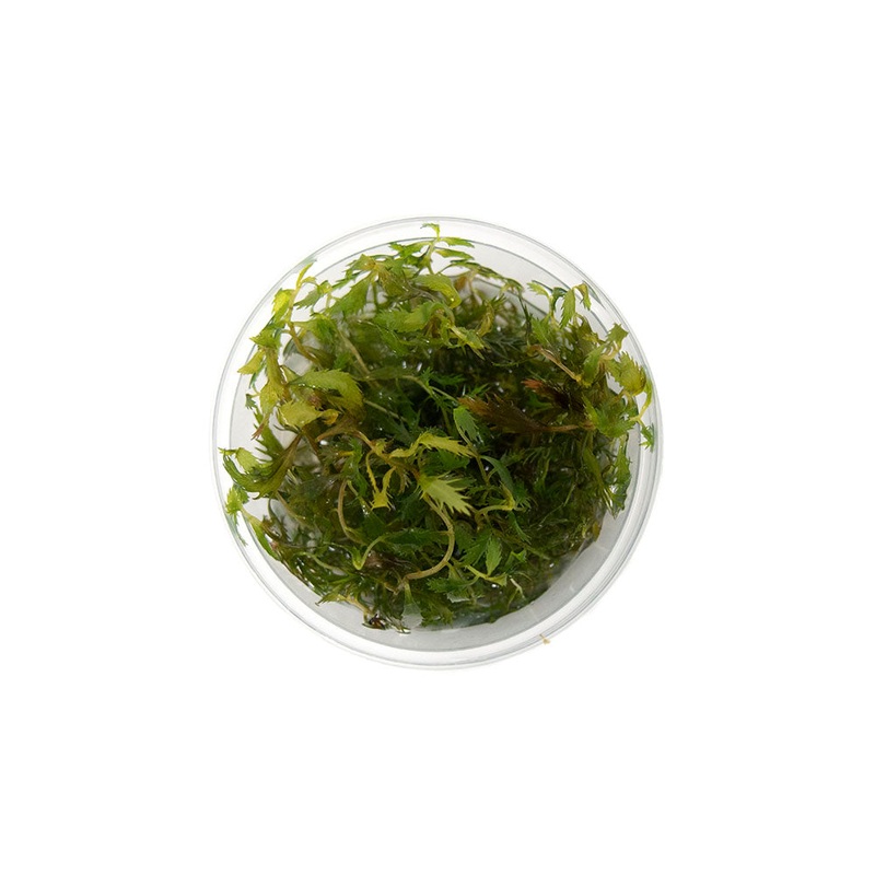 Mermaid Weed (Proserpinaca palustris) Tissue Culture