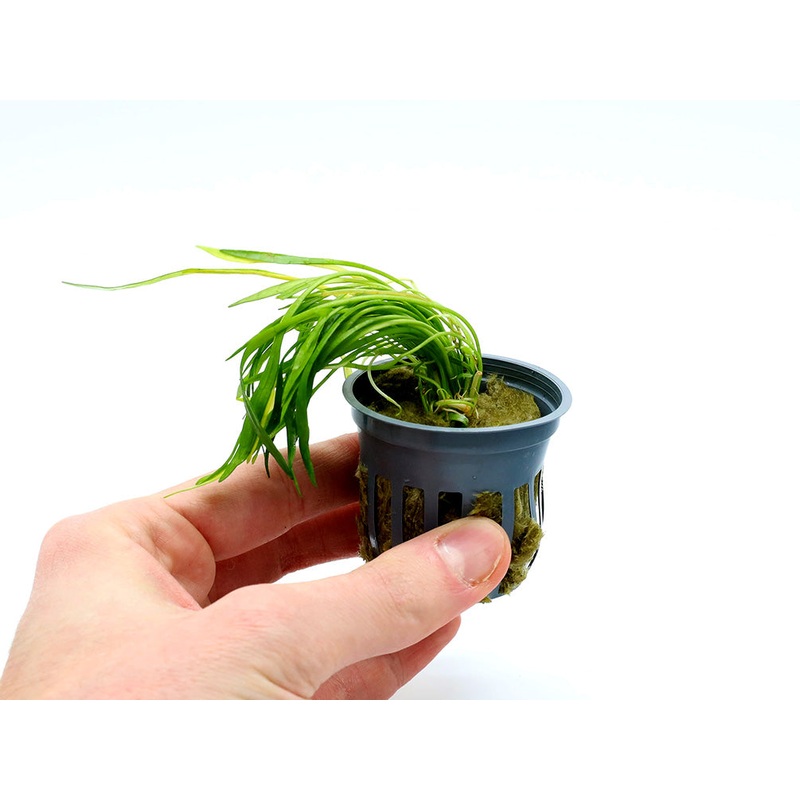 Micro Sword (Lilaeopsis Novaezelandiae)