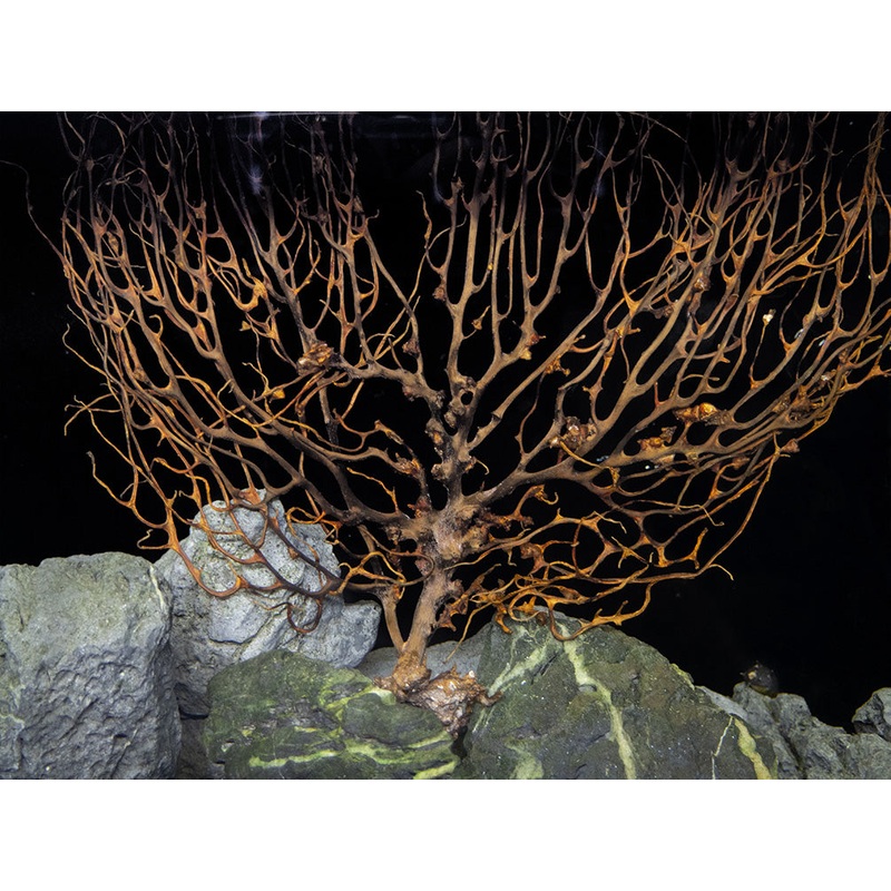 Natural Coral Sea Fan Dcor