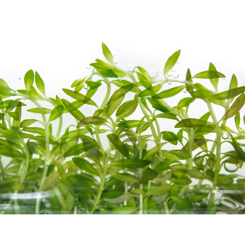 Needle Leaf Ludwigia (Ludwigia arcuata) Tissue Culture