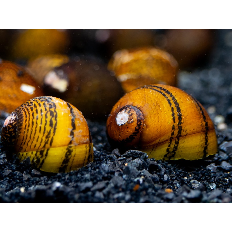 O-Ring Nerite Snails (Neritodryas javanica)