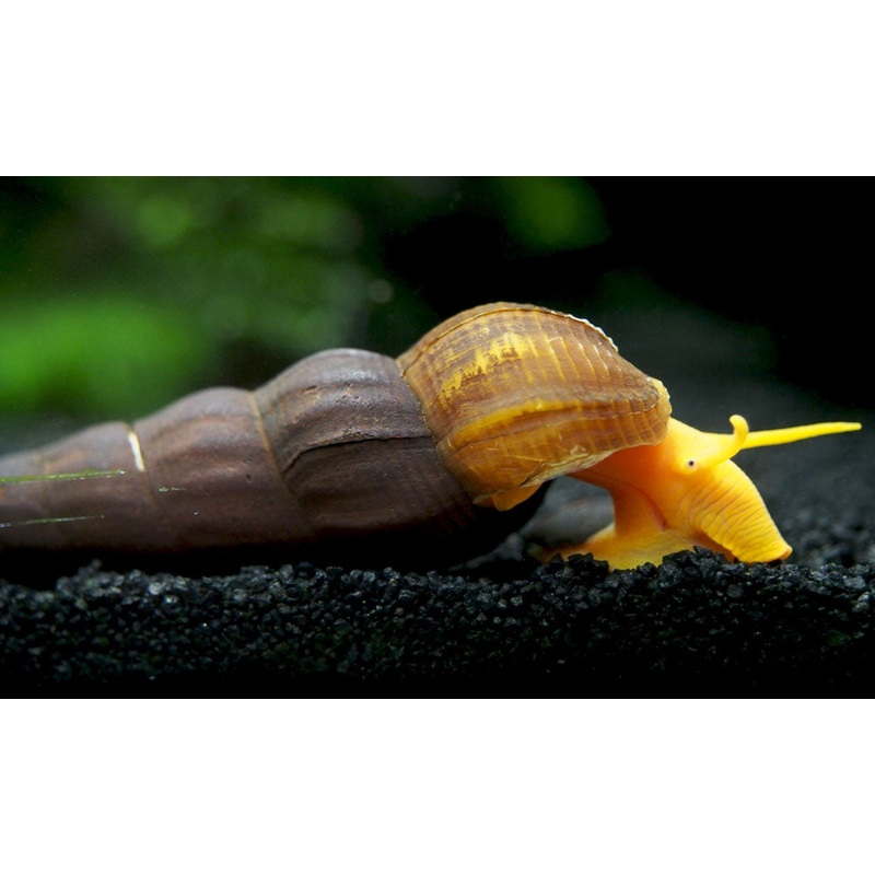 Orange Giant Sulawesi Rabbit Snail (Tylomelania gemmifera)