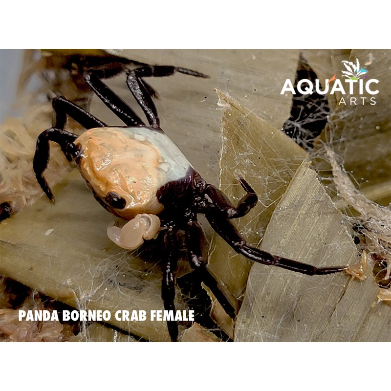 Panda Crab (Lepidothelphusa cognetti)