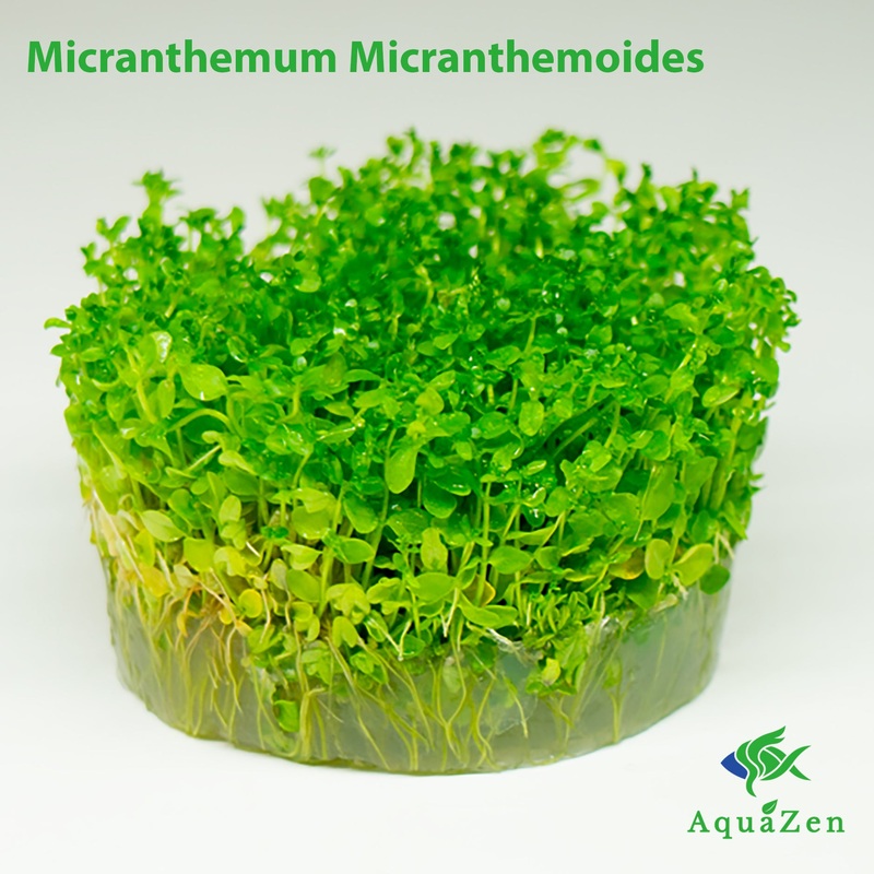 Pearl Weed (Micranthemum Micranthemoides ' Pearl Weed' ) Tissue Culture